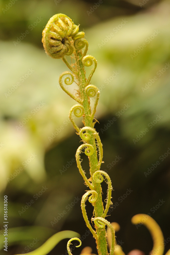 Obraz premium Growing Fern