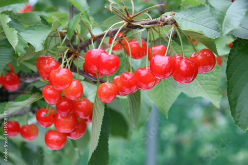 綺麗に実るさくらんぼ