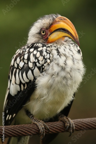 outhern Yellow-billed Hornbill (Tockus leucomelas) in Pilanesberg natural park. photo