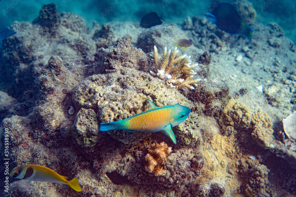 Underwater Marine Life: Fish, Clams, Corals, Divers Underwater Marine Life: Fish, Clams, Corals, Divers