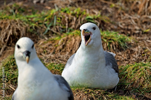 Nesting Northern fulmar squawking at another nesting fulmar on a grassy cliff ledge