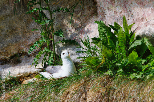 Northern fulmar sitting on her nest of a grassy ledge on a cliff © HighlandBrochs.com
