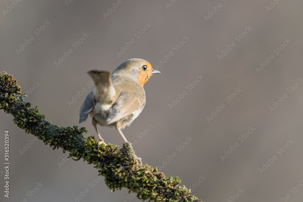 Portrait of Red robin on branch (Erithacus rubecula) Portrait of Red robin on branch (Erithacus rubecula)