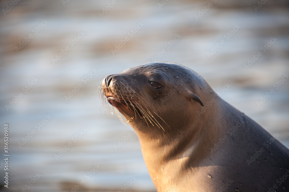 Fototapeta premium portrait of a seal with copy space