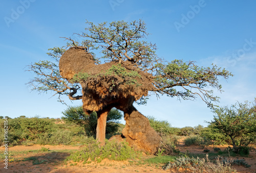 Massive communal nest of sociable weavers (Philetairus socius) in a thorn tree, South Africa. photo