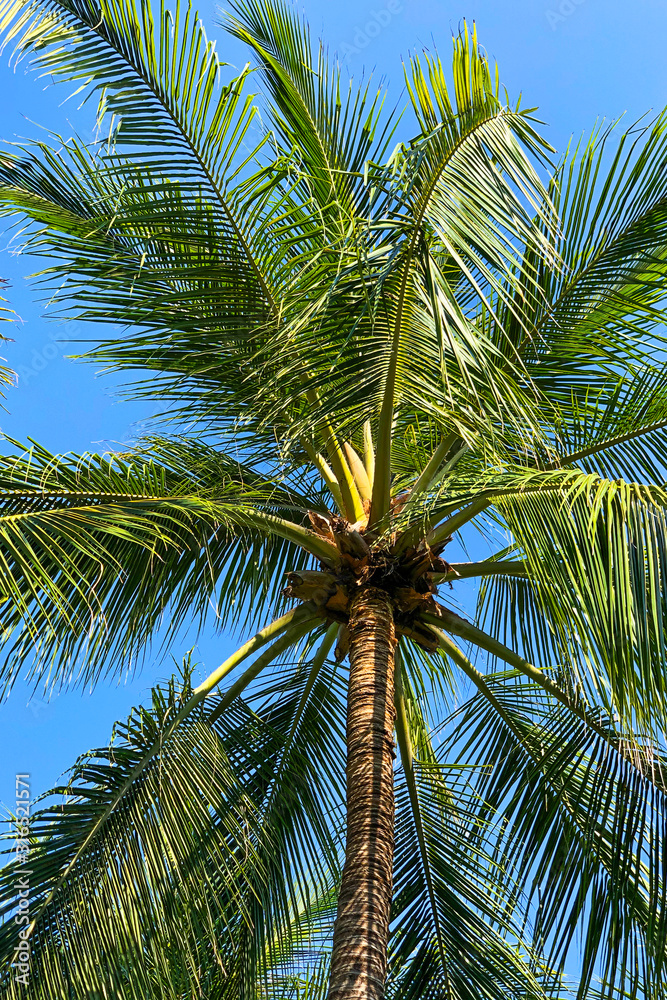 Beautiful tropical palm tree against the blue sky. Close-up.