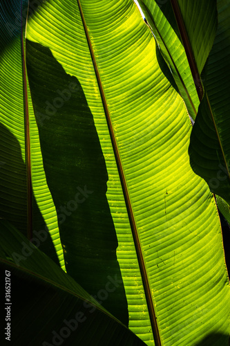 Abstract of shadow of banana leaf over its green leaf.