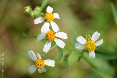 white flowers on green background