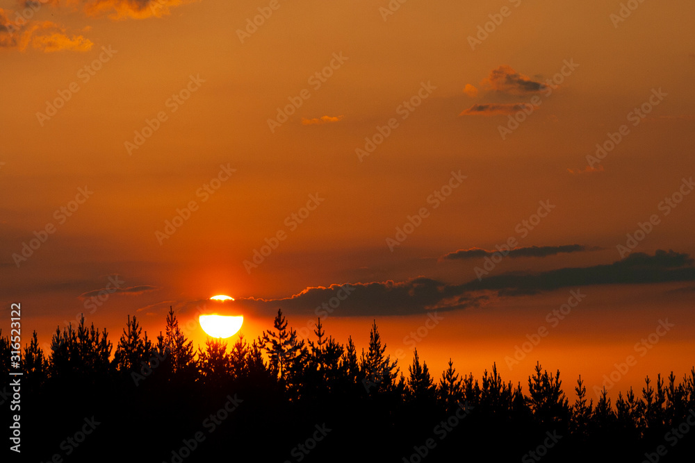 Dark forest silhouette with beautiful summer sunset and contrails