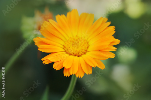 Calendula officinalis blooming in the garden.