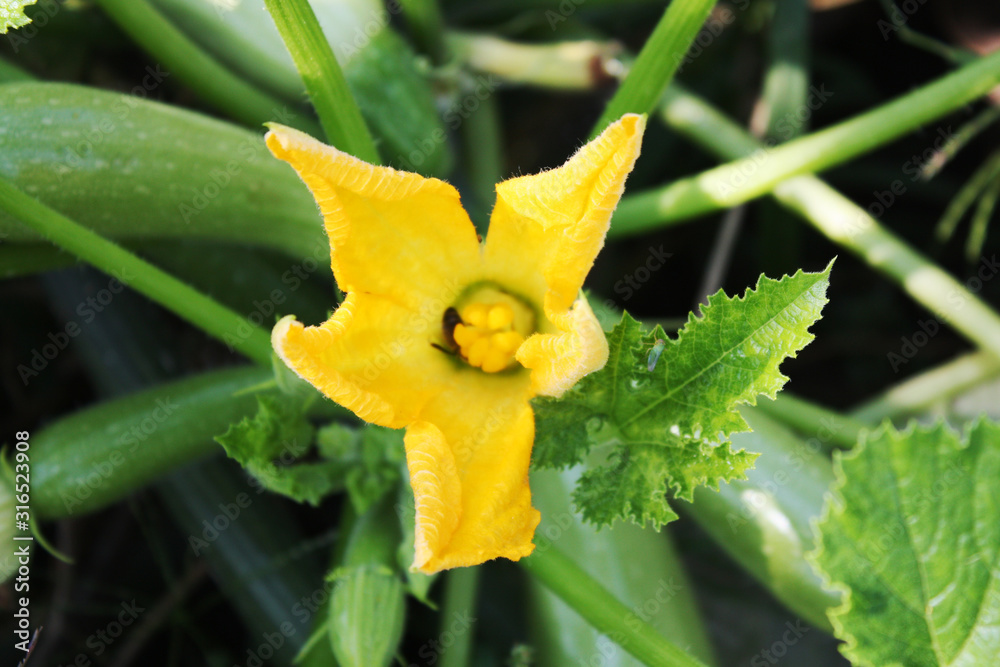 Squash blooming in the garden with yellow flowers.