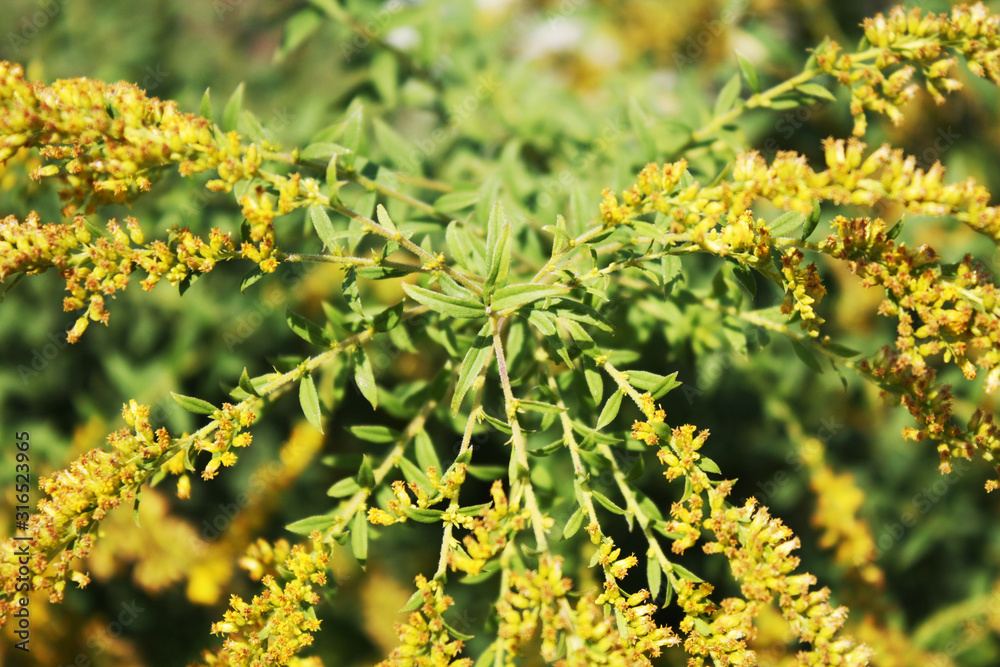 Yellow flowers background. Bush field flowers in summer.