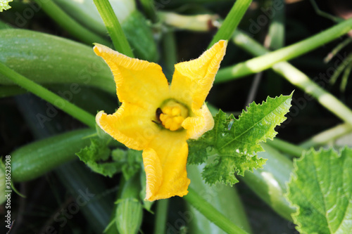 Squash blooming in the garden with yellow flowers.