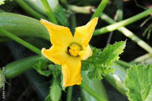 Obraz na płótnie Squash blooming in the garden with yellow flowers. w salonie