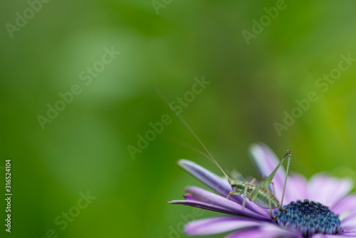 closeup of flower with grasshopper