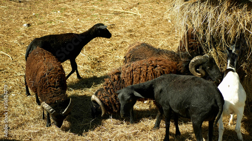 Ouessant or Ushant sheep breed of domestic Ovis aries rams. Farming bio organic ecological farm cattle livestock meadow. Sheeps amaintain tandscape grazing, feeding feeder hay straw photo