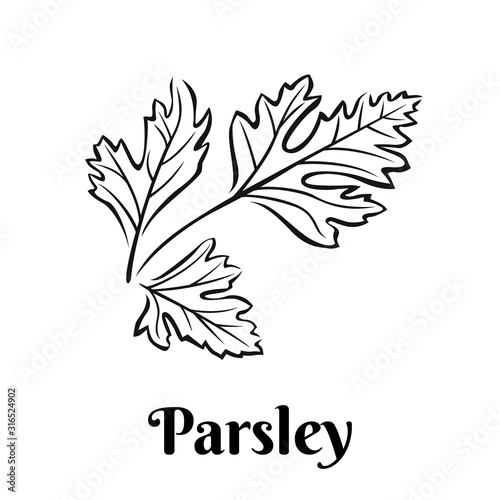 Parsley black and white vector illustration isolated. Seasoning, spice, herb outline image.