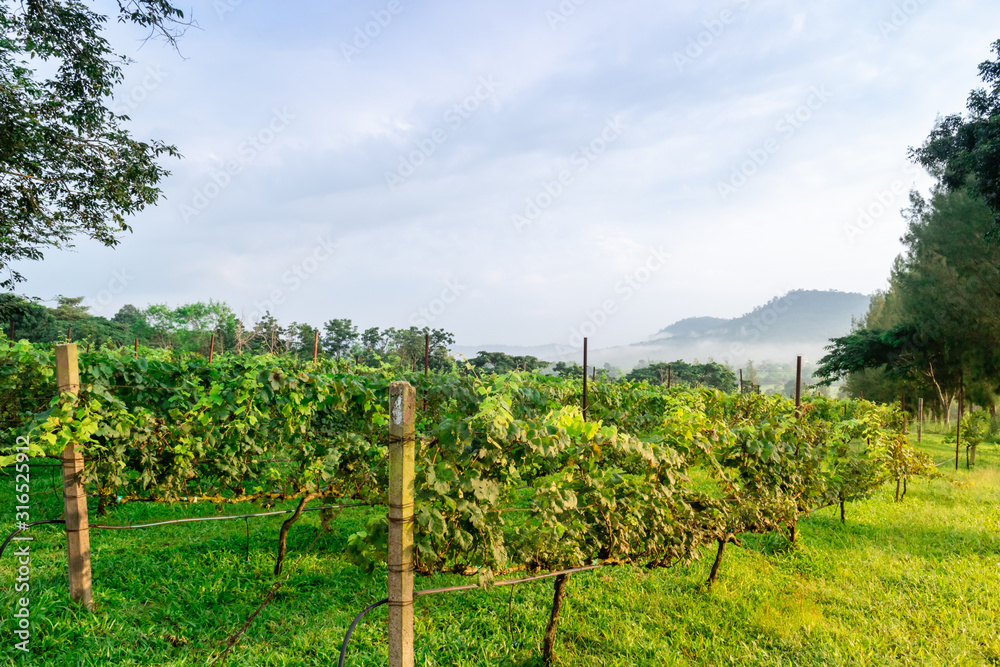 vineyard with ripe grapes in countryside at sunrise