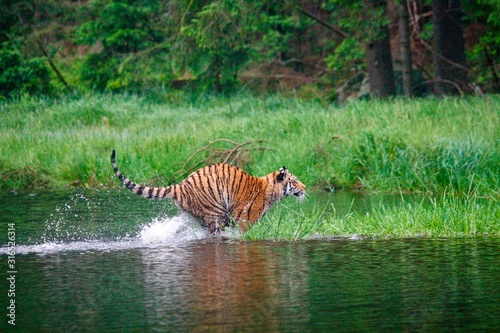 The Siberian tiger  Panthera tigris Tigris   or  Amur tiger  Panthera tigris altaica  in the forest walking in a water.