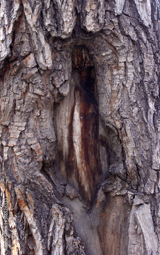 Crack of the tree. background, texture. 
