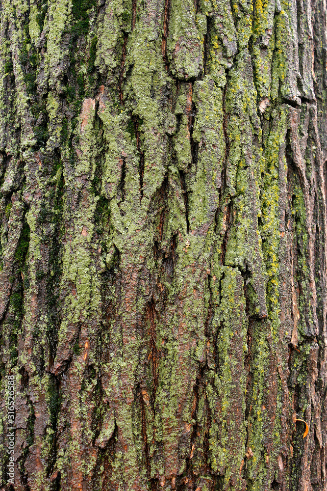 Rough bark of the tree, texture, background Rough bark of the tree, texture, background