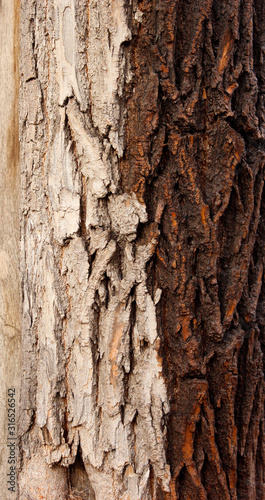rough bark of the tree, background, texture