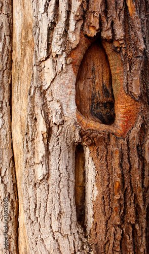 Crack of the tree, texture. background