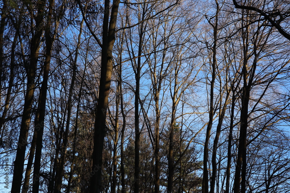Fototapeta premium Wald, Laubwald, Bäume