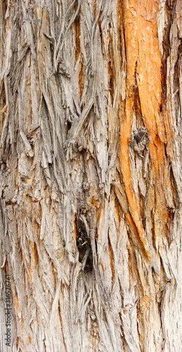 Rough bark of the tree, texture, background
