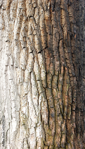 Rough bark of the tree, texture, background