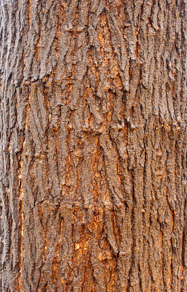 Rough brownish bark of the tree, texture.