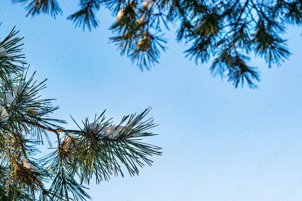 beautiful green branches of spruce in winter with snow on a blue sky background beautiful green branches of spruce in winter with snow on a blue sky background