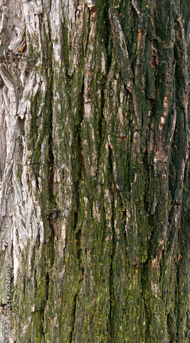 Rough, green and white bark of the tree, texture