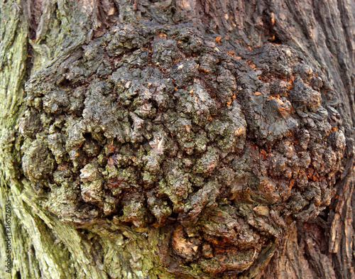 rough bark of the tree, background, texture