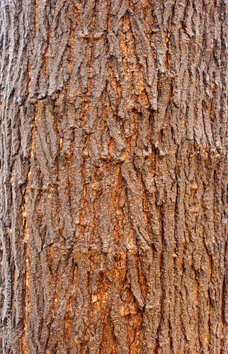 Rough brownish bark of the tree, texture.