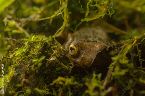 close up of perfectly camouflaged endemic frog on nosy mangabe/madagascar photo