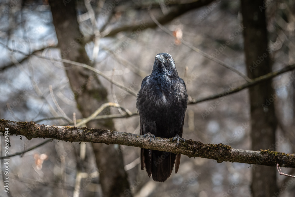 Raven sitting on the branch crow dark bird bokehh sharp focus forest depth space for text Raven sitting on the branch crow dark bird bokehh sharp focus forest depth space for text