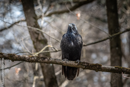 Raven sitting on the branch crow dark bird bokehh sharp focus forest depth space for text