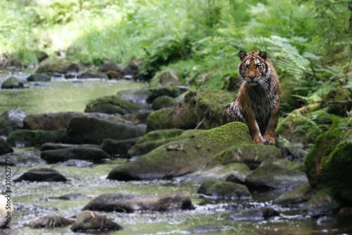 The Siberian tiger (Panthera tigris Tigris), or Amur tiger (Panthera tigris altaica) in the forest walking in a river.