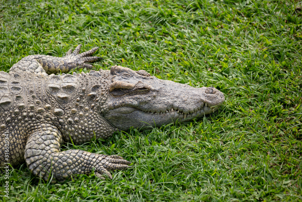 Fototapeta premium Asia Crocodile in the river