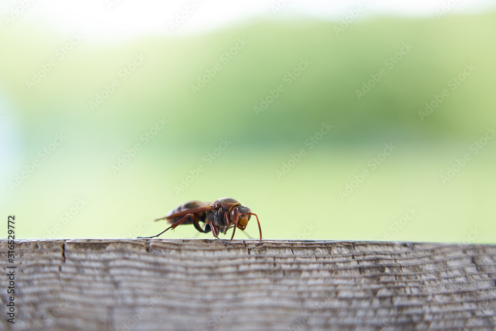 Obraz premium スズメバチ