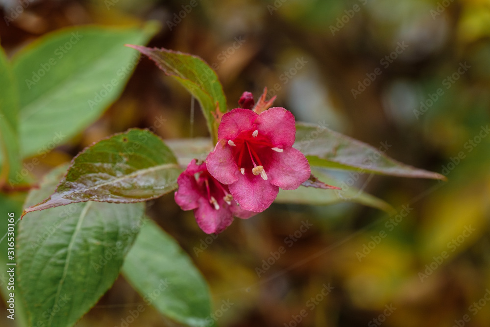 Feuchte rote Gartenblume im Herbst Feuchte rote Gartenblume im Herbst