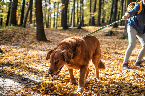 Bilde på lerret Big dog is pulling pet owner