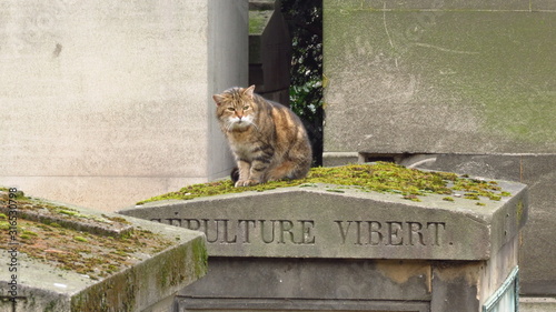 Foto el gato esta de visita en pere la chaise cementerio