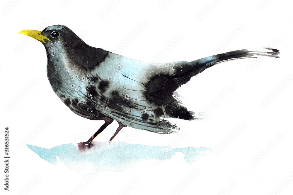 Obraz Black bird, painted in watercolor.