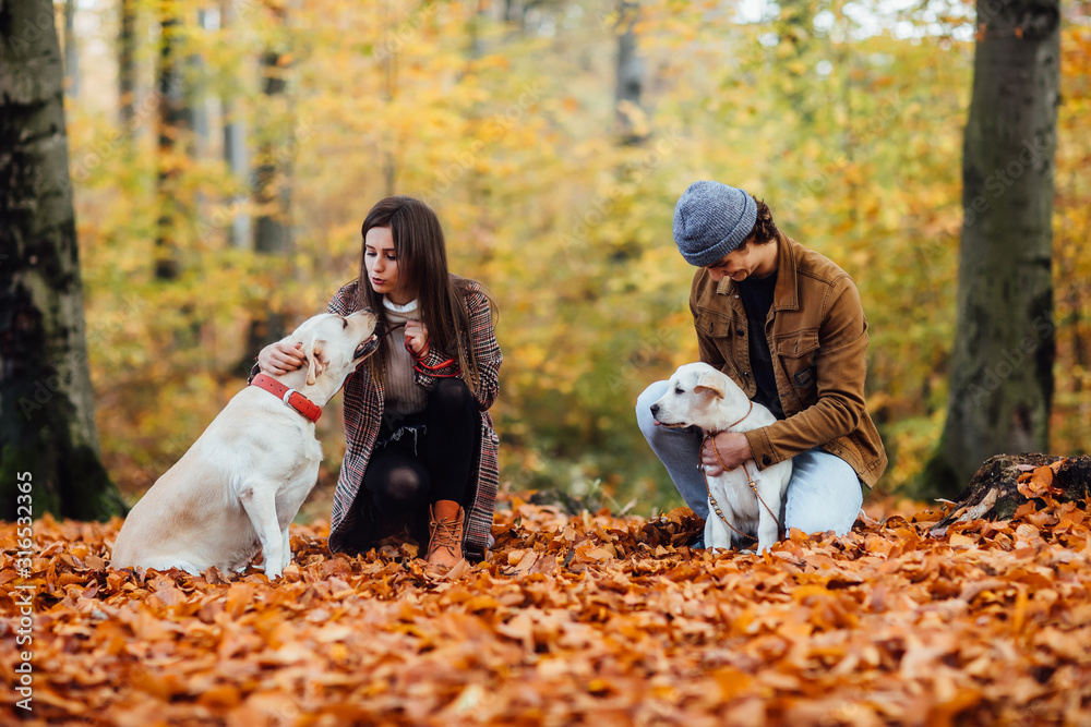 Beautiful couple and their two golden labrador are walking in the autumn park.