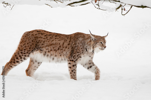 Eurasischer luchs (lynx lynx) © Rita Priemer