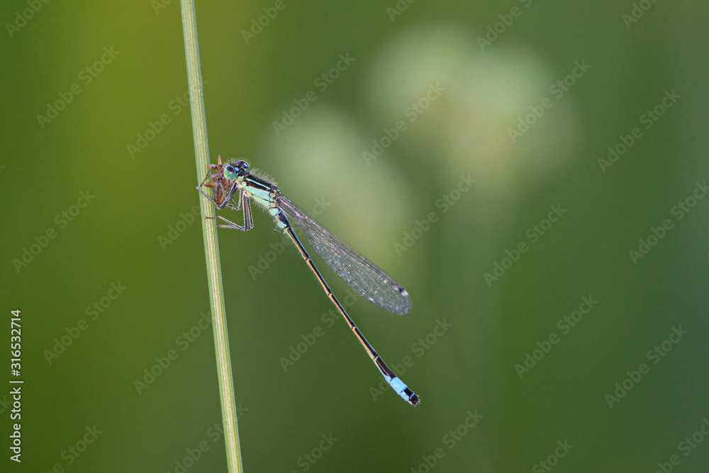 Große Pechlibelle (Ischnura elegans) mit Futter Große Pechlibelle (Ischnura elegans) mit Futter