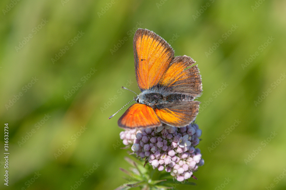 Fototapeta premium Lilagold-Feuerfalter (Lycaena hippothoe), 