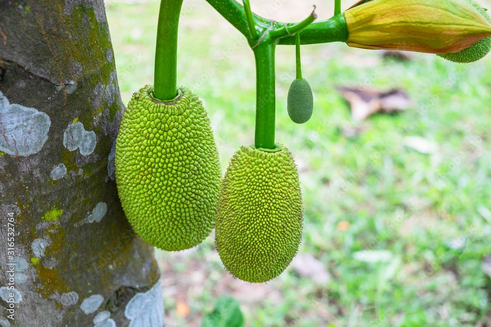 Jackfruit from the tree Jackfruit from the tree